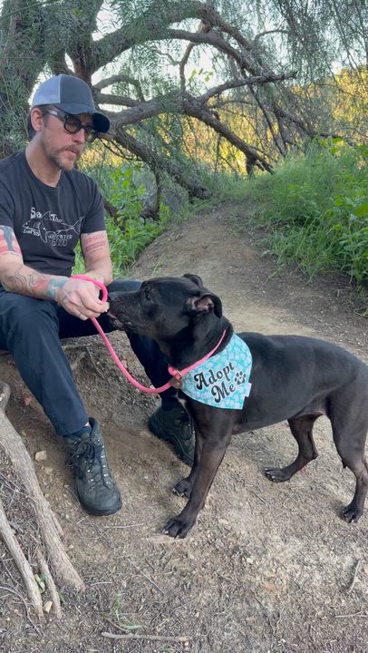 Enlarge Rosie, a Adoptable mixed breed in Redondo Beach , CA video 5/6