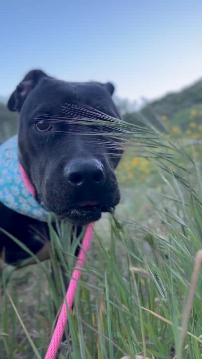Enlarge Rosie, a Adoptable mixed breed in Redondo Beach , CA video 6/6