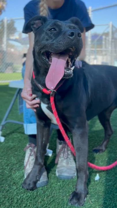 Enlarge Rosie, a Adoptable mixed breed in Redondo Beach , CA video 2/6