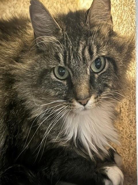 Enlarge MILLIE, a Adoptable mixed breed in Anchorage, AK image 1/1