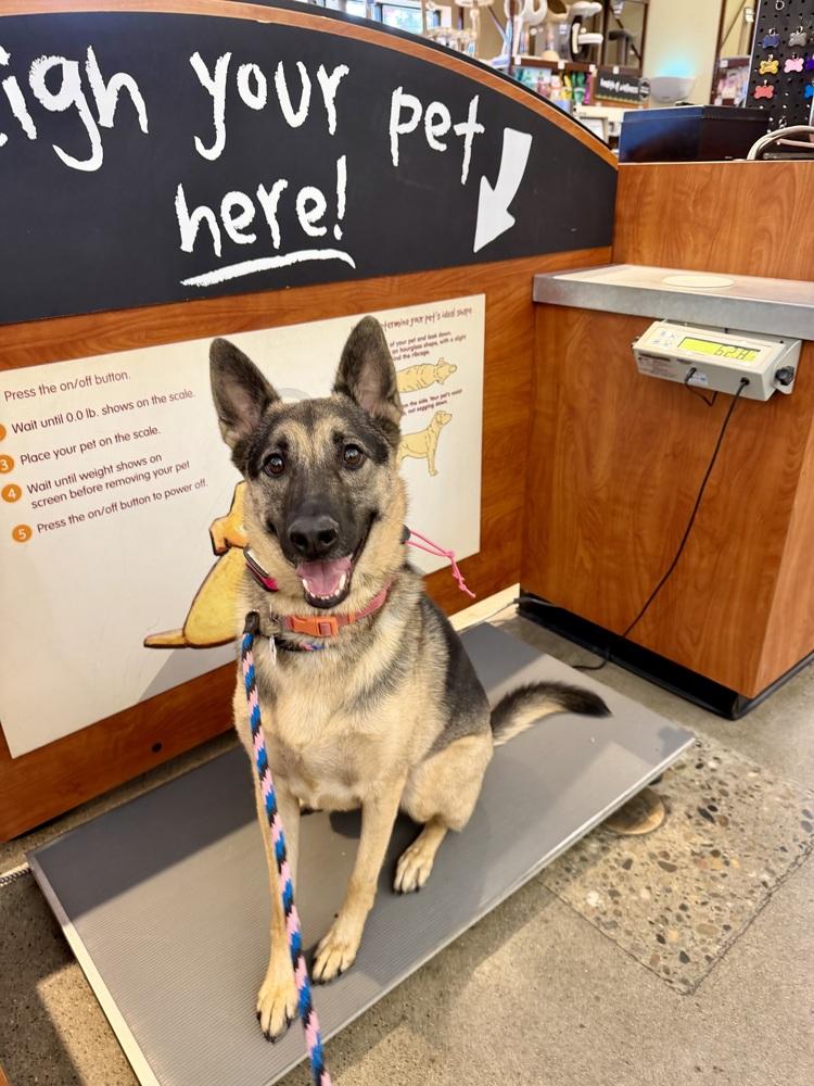 Daisy, Adoptable, Adult Female German Shepherd Dog.