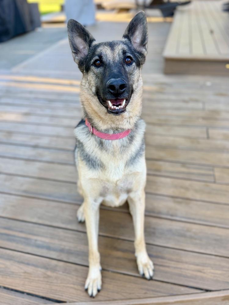 Enlarge Daisy, a Adoptable German Shepherd Dog in Sacramento, CA image 2/6