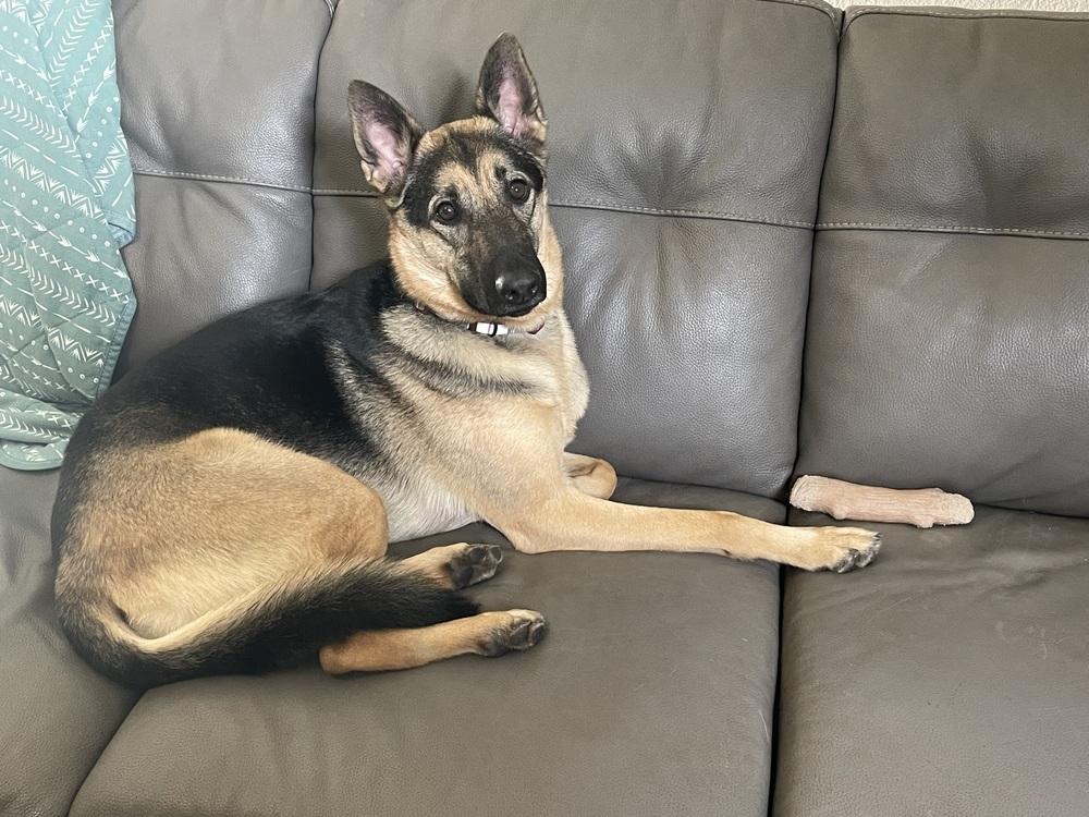 Enlarge Daisy, a Adoptable German Shepherd Dog in Sacramento, CA image 3/6