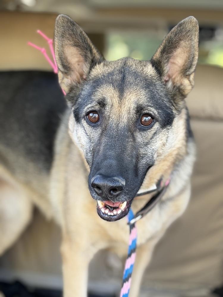 Enlarge Daisy, a Adoptable German Shepherd Dog in Sacramento, CA image 4/6
