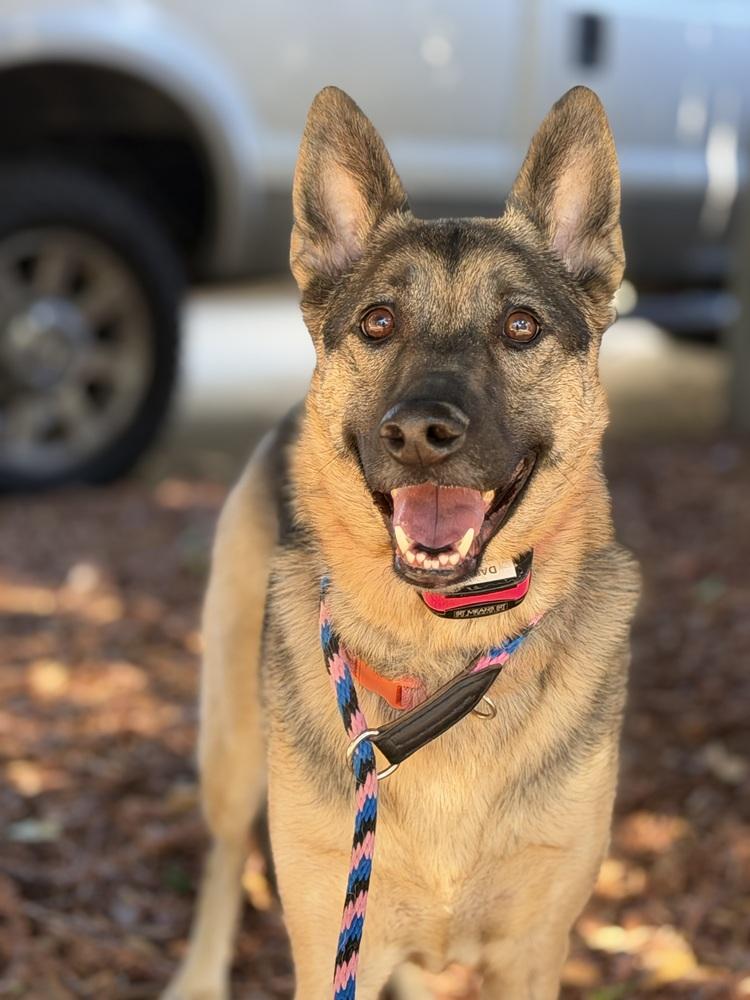 Enlarge Daisy, a Adoptable German Shepherd Dog in Sacramento, CA image 5/6