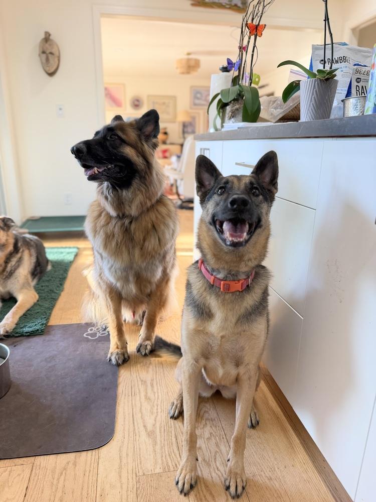 Enlarge Daisy, a Adoptable German Shepherd Dog in Sacramento, CA image 6/6