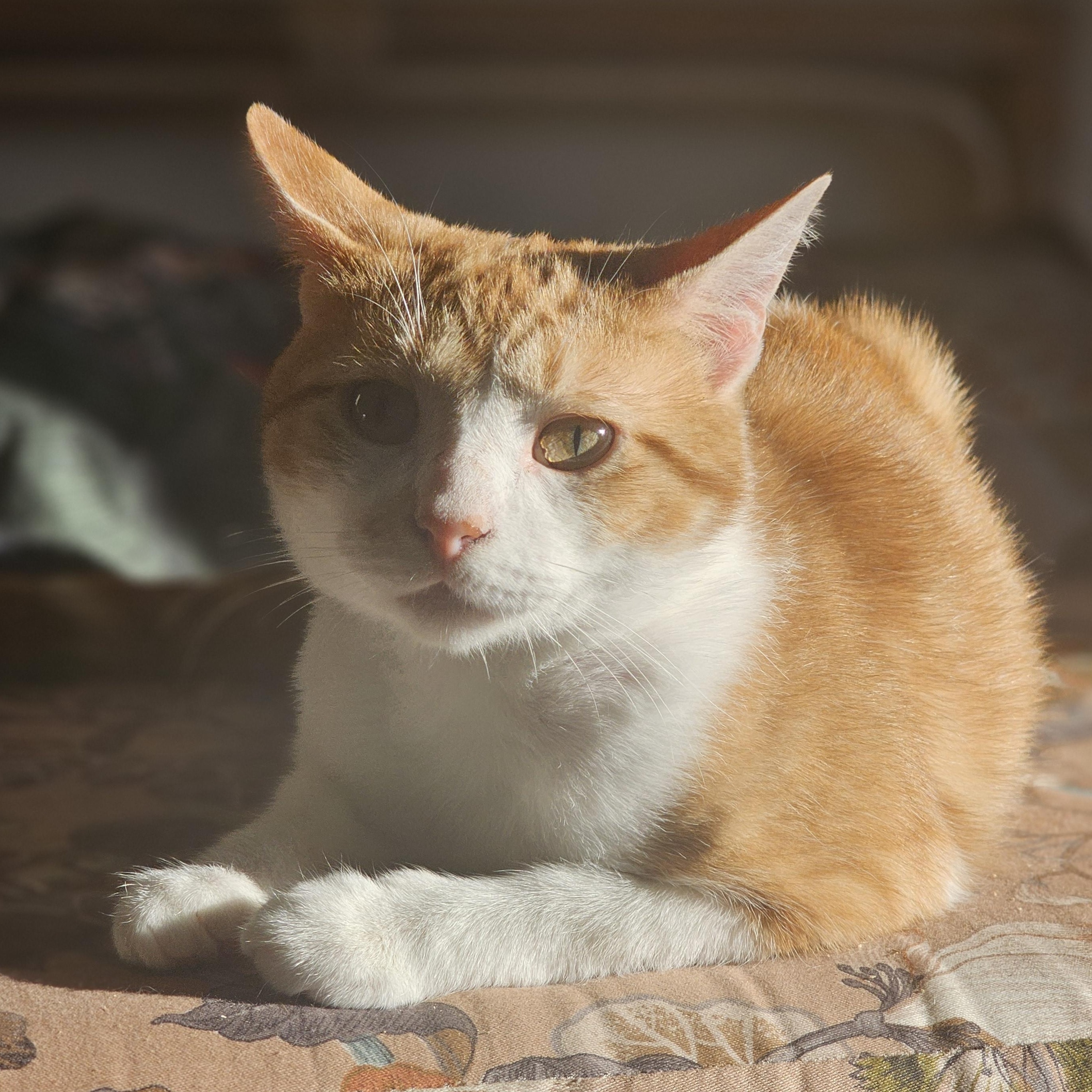Kendrick LeMeow