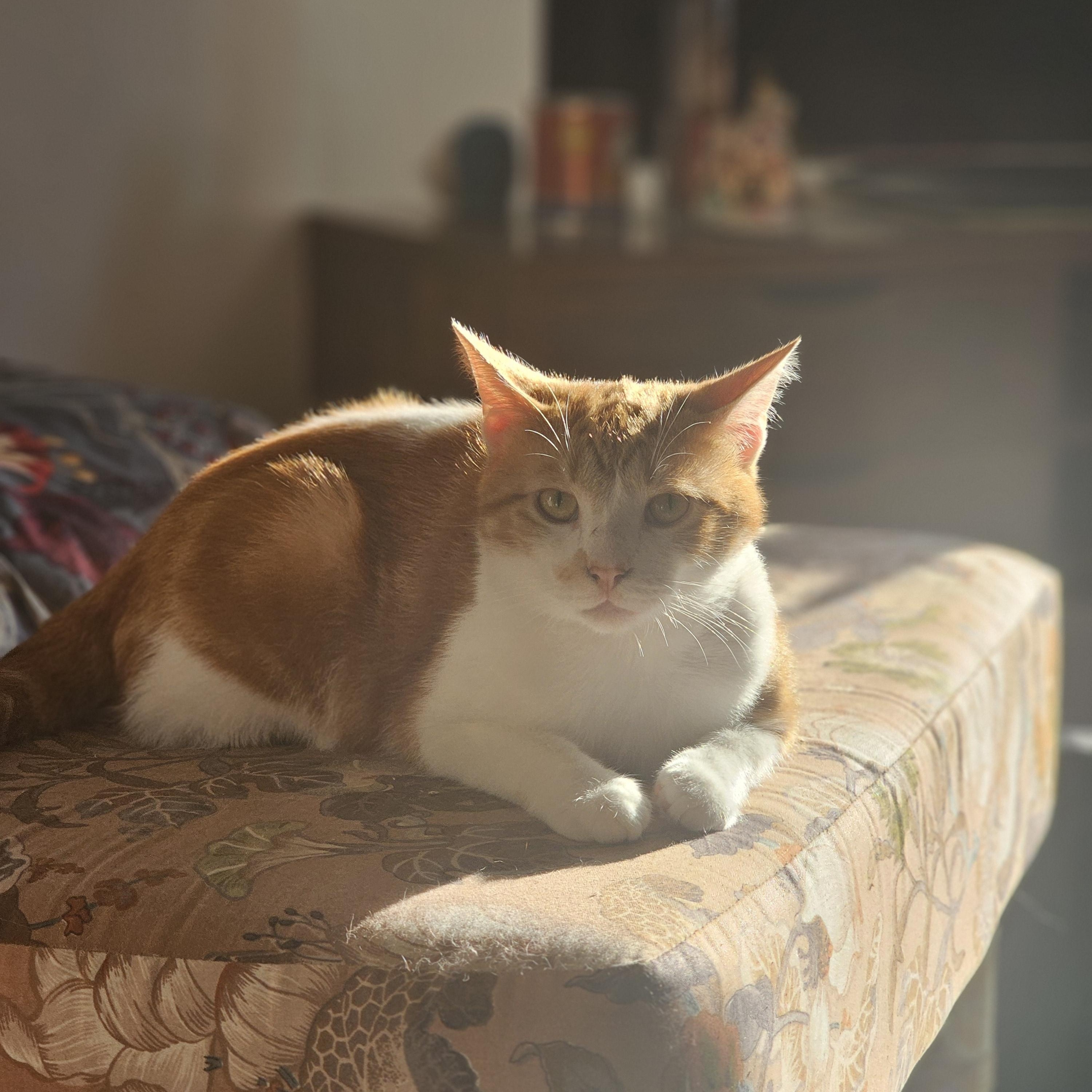 Kendrick LeMeow