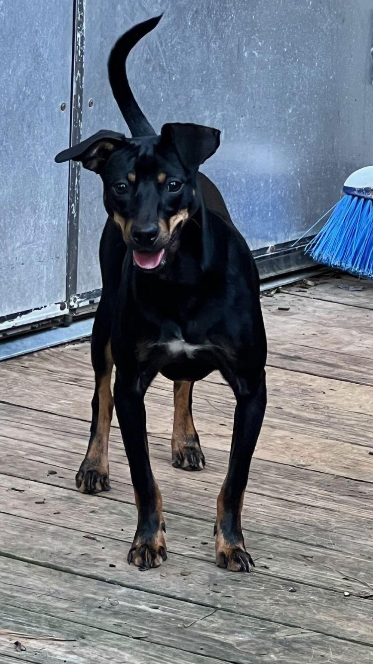 Nacho, a Adoptable mixed breed in Texarkana, TX image 1/3