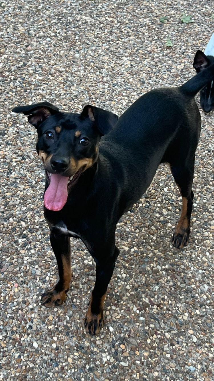 Nacho, a Adoptable mixed breed in Texarkana, TX image 2/3