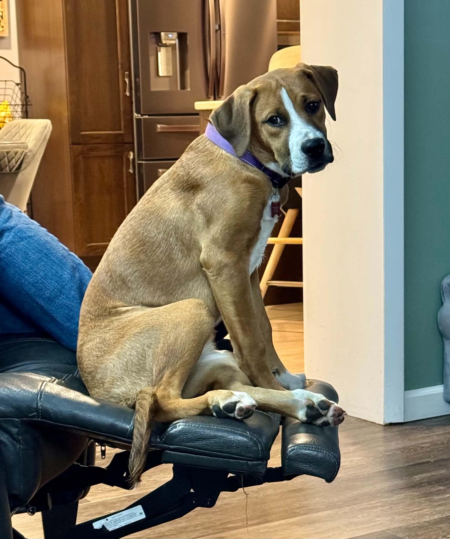 Enlarge Katie, a Adopted mixed breed in Salamanca, NY image 4/5