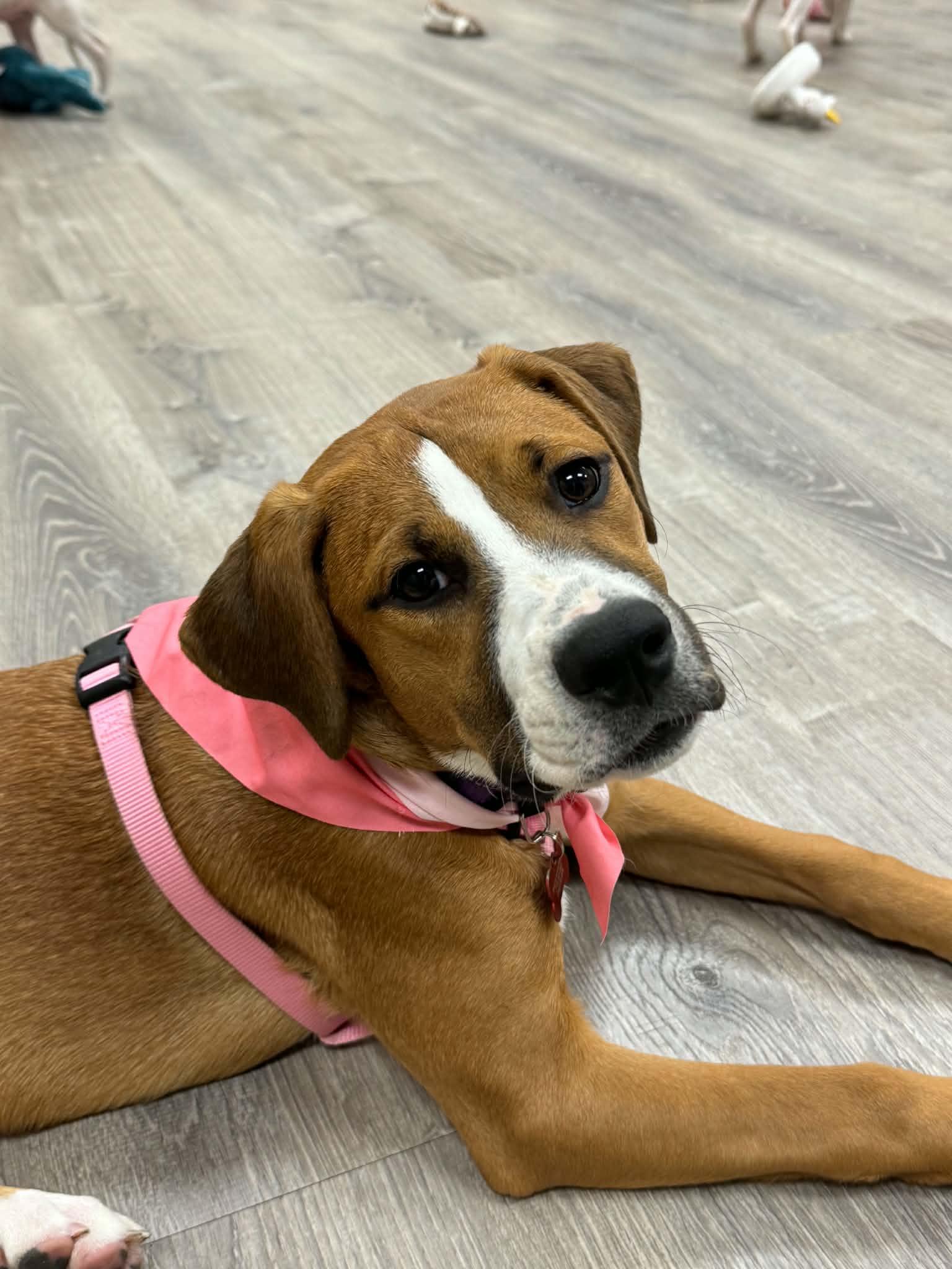 Enlarge Katie, a Adopted mixed breed in Salamanca, NY image 1/5