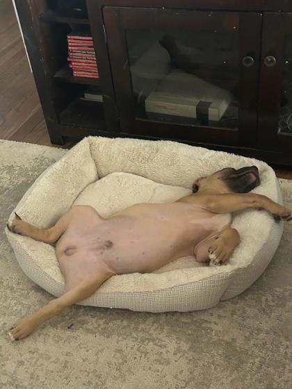 Enlarge Russet 48121, a Adoptable Mixed Breed in Oklahoma City, OK image 1/3