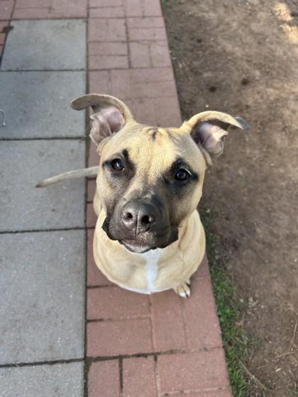 Enlarge Russet 48121, a Adoptable Mixed Breed in Oklahoma City, OK image 2/3