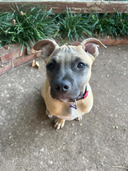 Enlarge Russet 48121, a Adoptable Mixed Breed in Oklahoma City, OK image 3/3