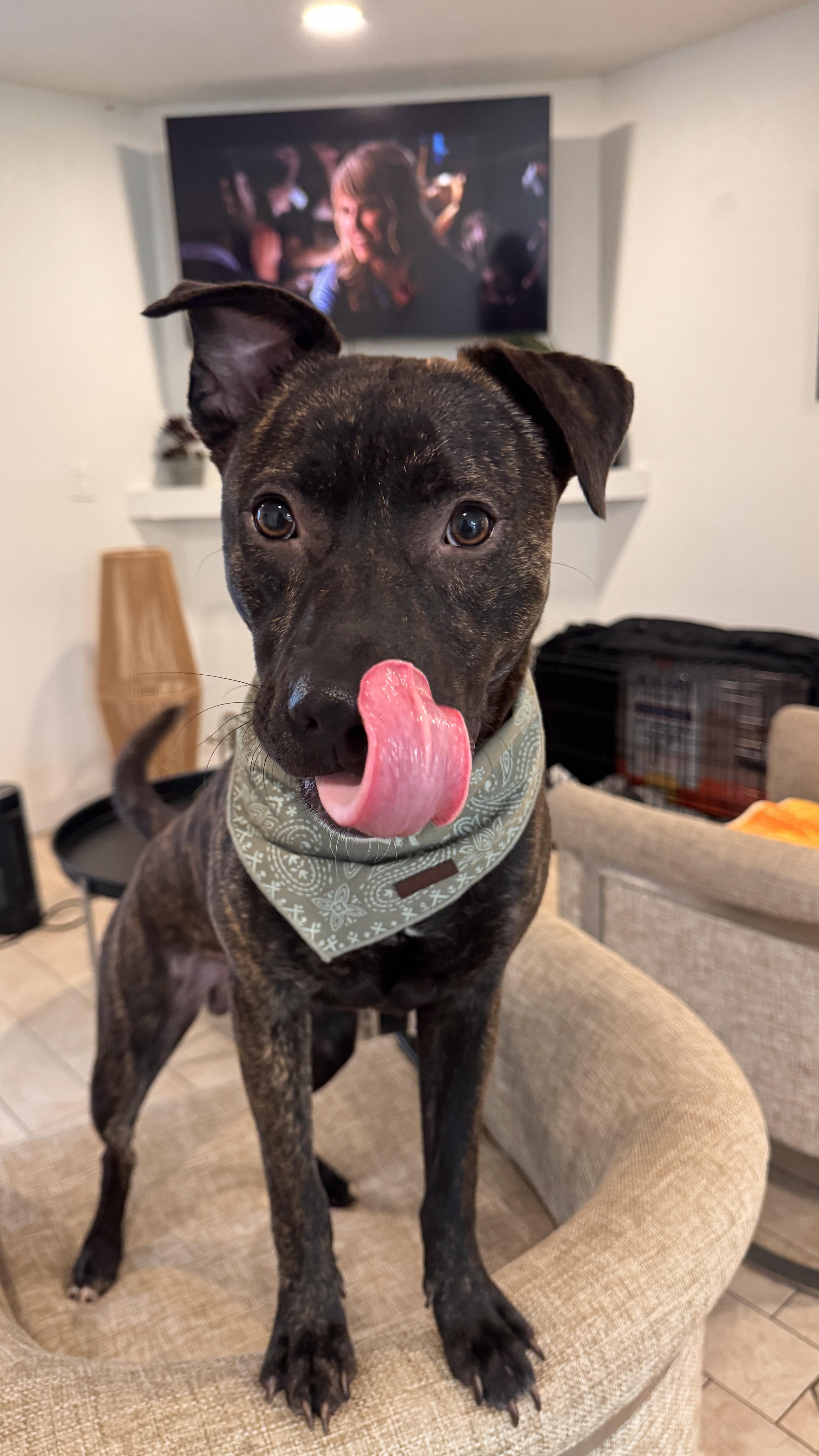Enlarge Jake, a Adoptable mixed breed in Los Angeles , CA image 4/6