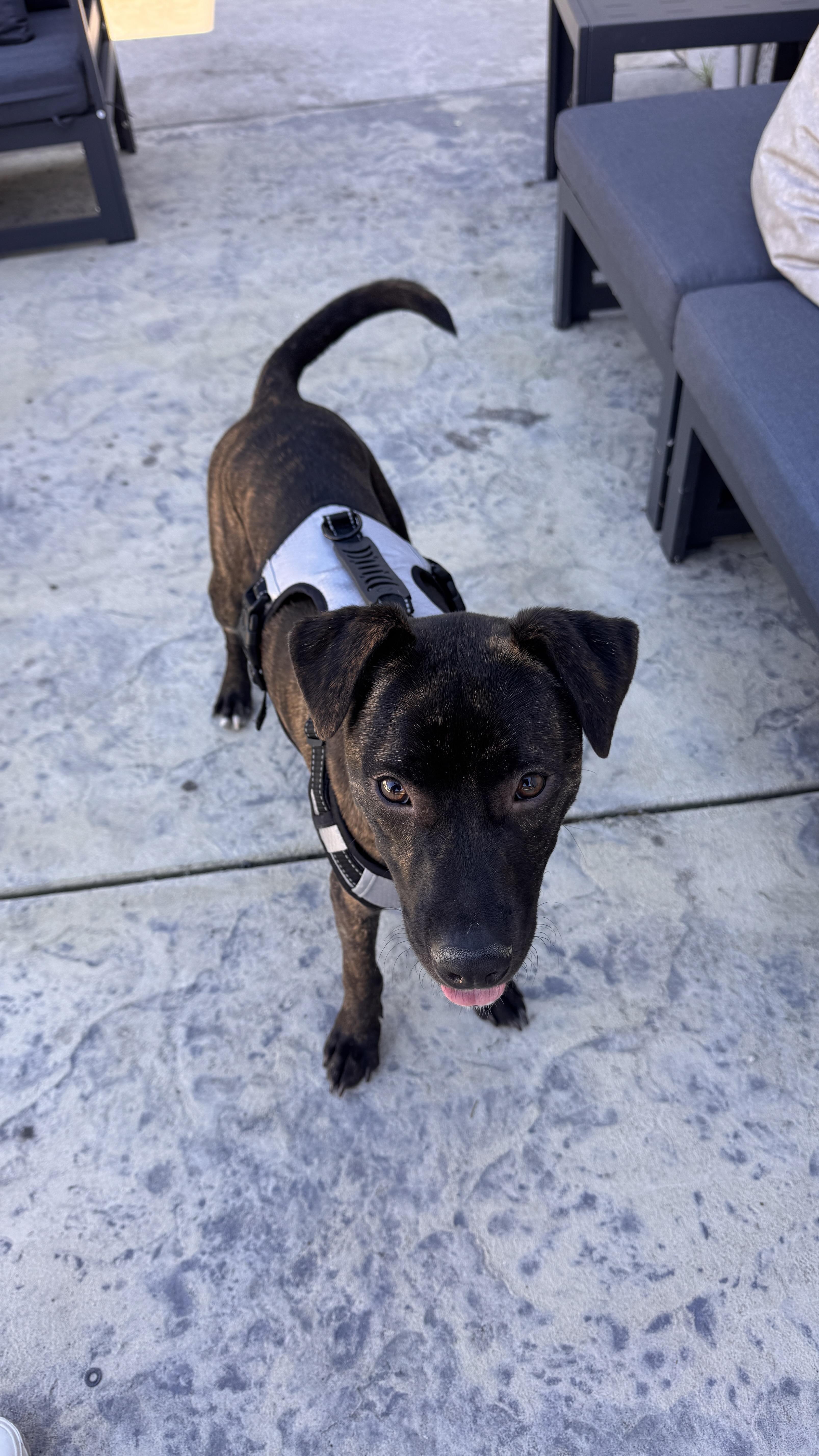 Enlarge Jake, a Adoptable mixed breed in Los Angeles , CA image 3/6