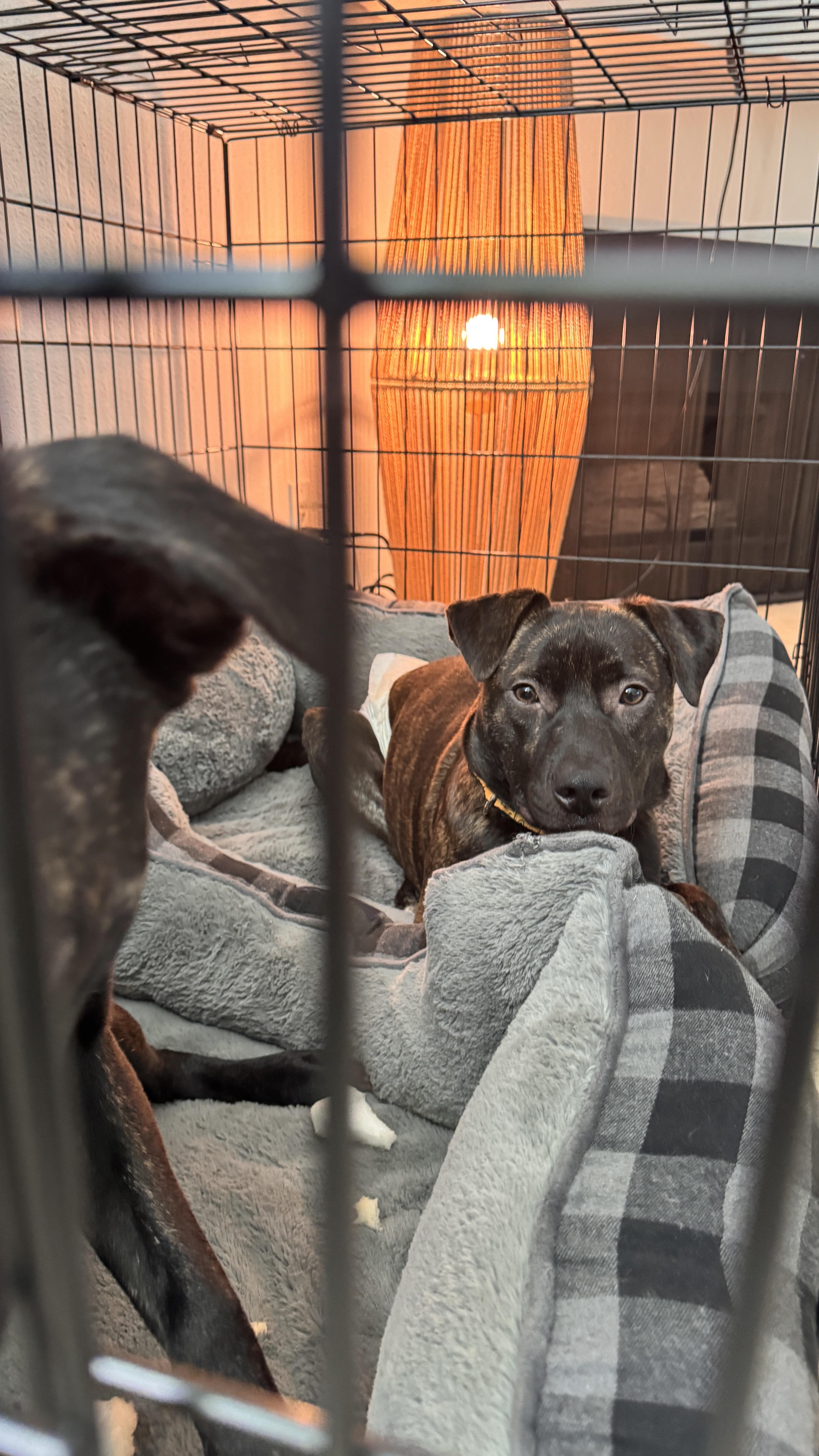 Enlarge Jake, a Adoptable mixed breed in Los Angeles , CA image 5/6