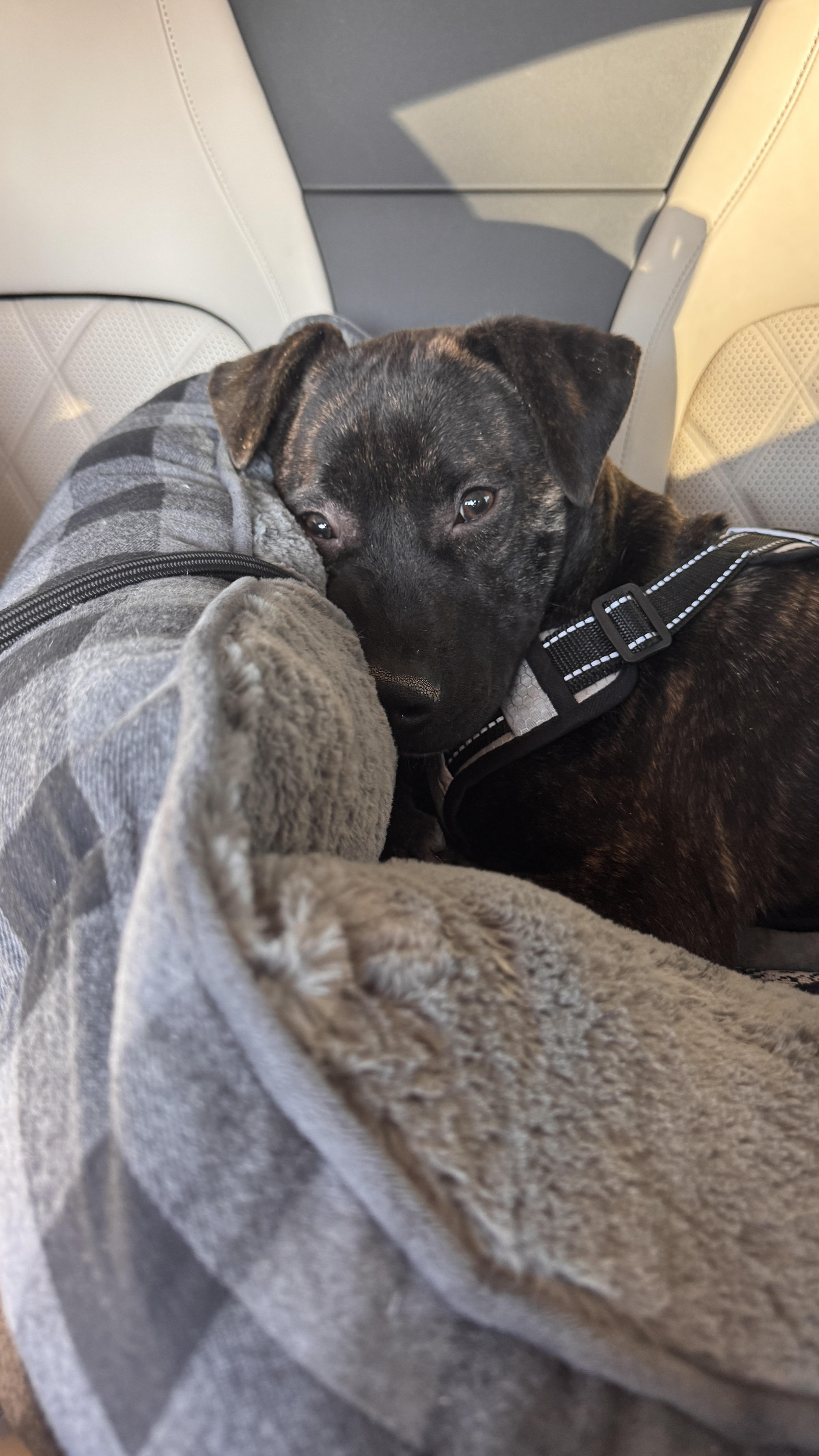 Enlarge Jake, a Adoptable mixed breed in Los Angeles , CA image 2/6