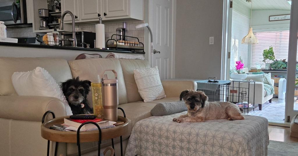 Baby, Adoptable, Senior Female Schnauzer.