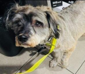 Baby, a Adoptable mixed breed in West Bloomfield, MI image 2/4