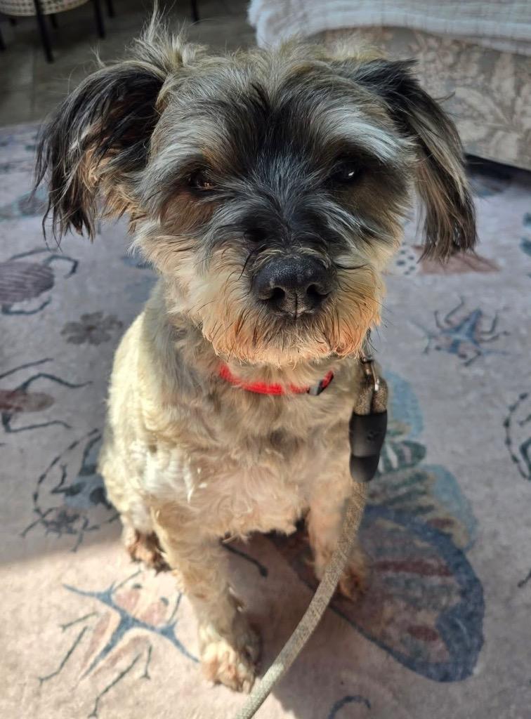 Baby, a Adoptable mixed breed in West Bloomfield, MI image 4/4