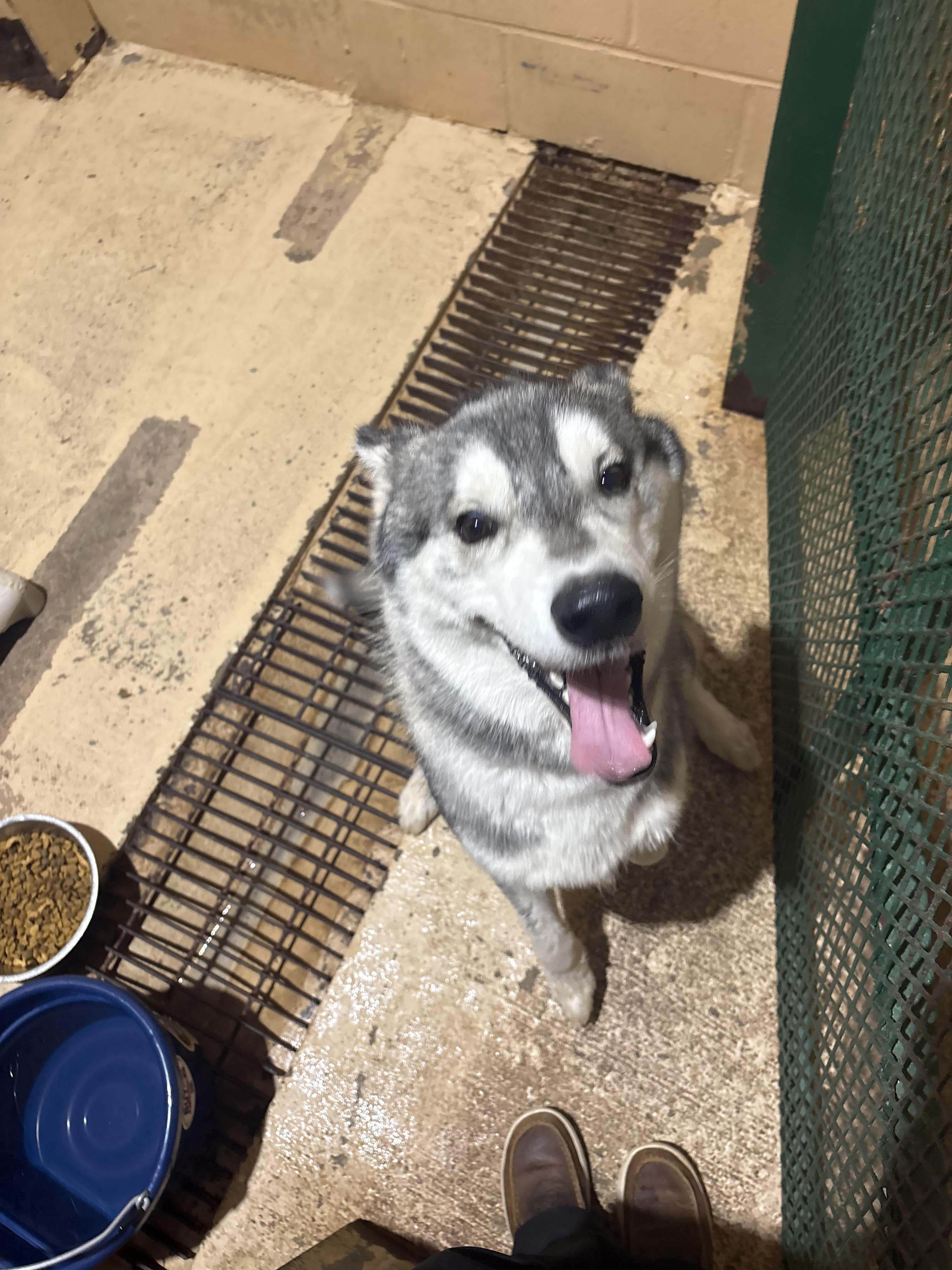 Enlarge Howie, a Adoptable Husky in Monticello, GA image 1/2