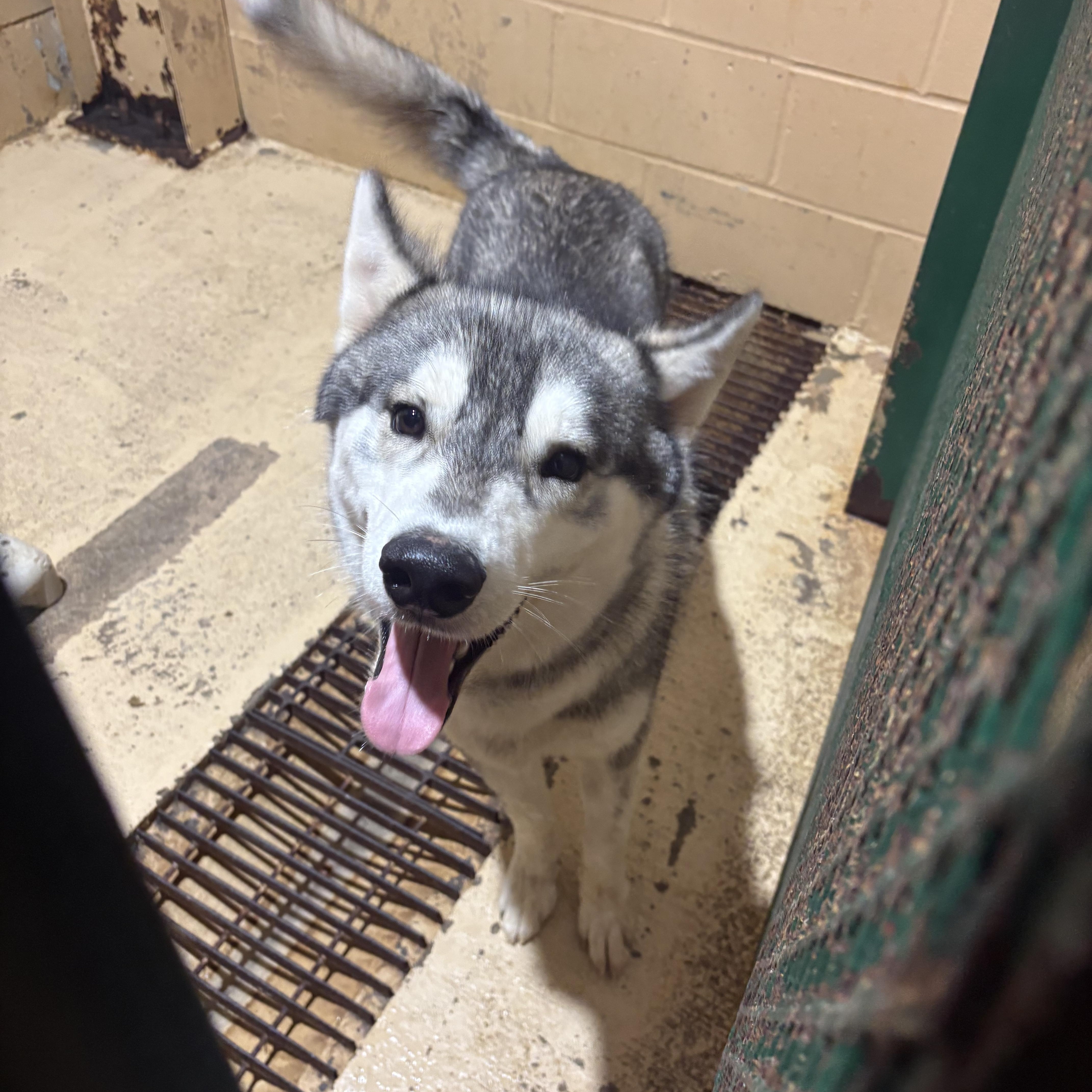 Enlarge Howie, a Adoptable Husky in Monticello, GA image 2/2