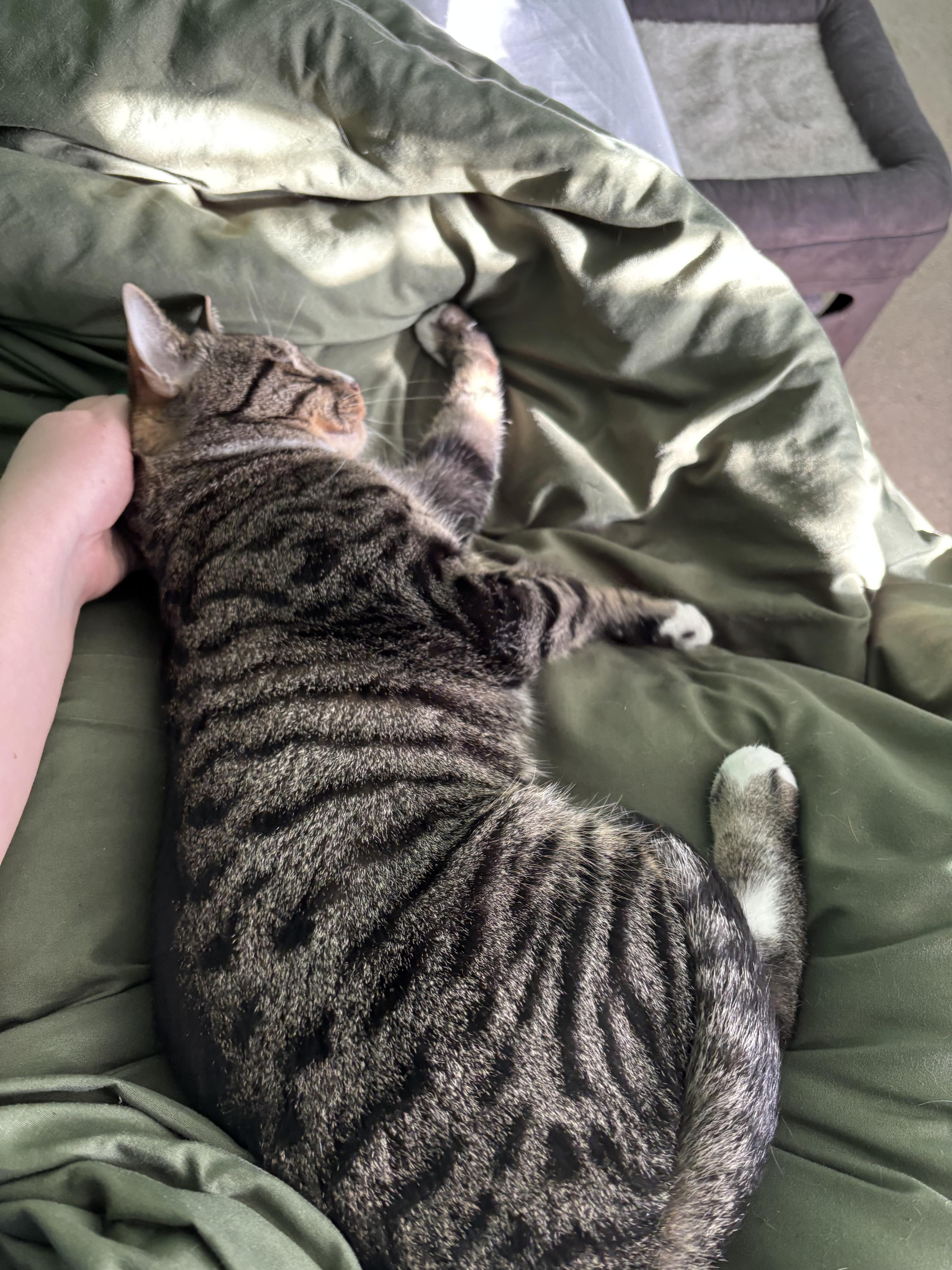 Enlarge Valentine, a Adoptable Domestic Short Hair in Orlando, FL image 2/6