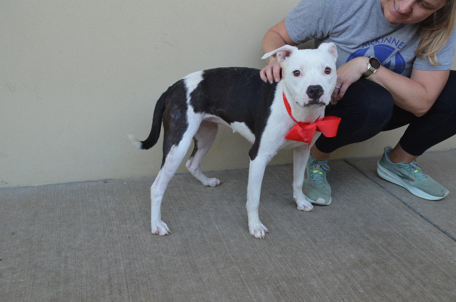 Winnie, Adoptable, Adult Female Pit Bull Terrier.