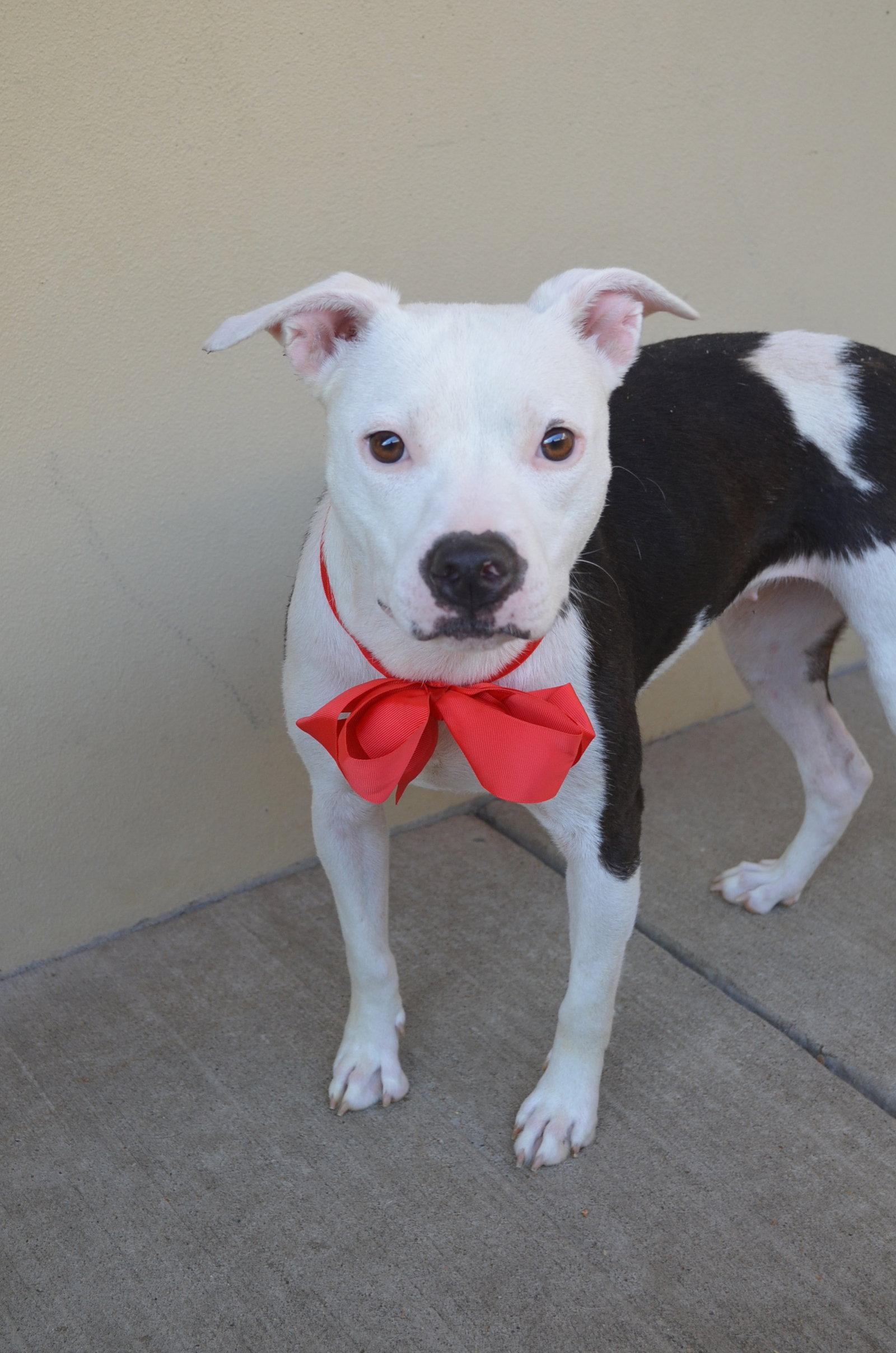 Enlarge Winnie, a Adopted Pit Bull Terrier in McKinney, TX image 2/3