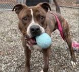 Jazzy, Adoptable, Adult Female American Staffordshire Terrier & American Staffordshire Terrier.