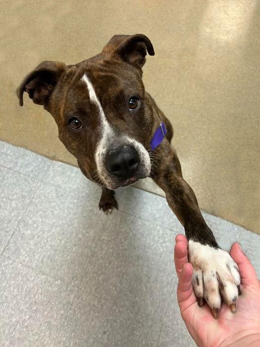 Jazzy, Adoptable, Adult Female American Staffordshire Terrier & American Staffordshire Terrier.