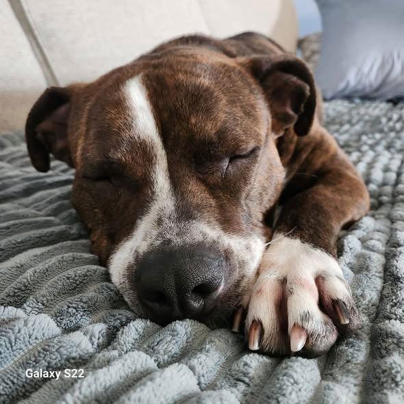 Enlarge Jazzy, a Adoptable mixed breed in Sayreville, NJ image 2/3