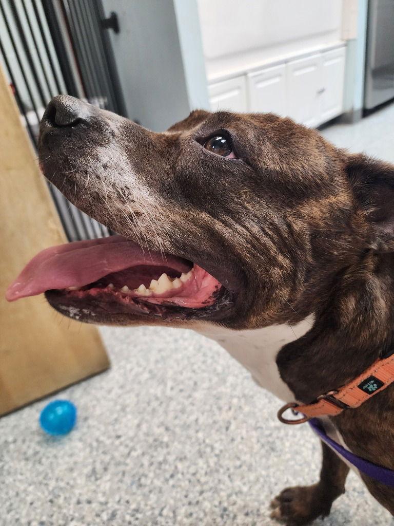 Jazzy, Adoptable, Adult Female American Staffordshire Terrier & American Staffordshire Terrier.