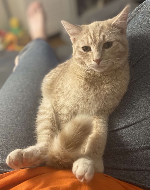 Enlarge Buttercup, a Adoptable Domestic Short Hair in Bellefonte, PA image 2/2