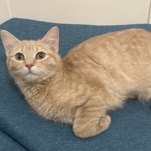 Enlarge Buttercup, a Adoptable Domestic Short Hair in Bellefonte, PA image 1/2