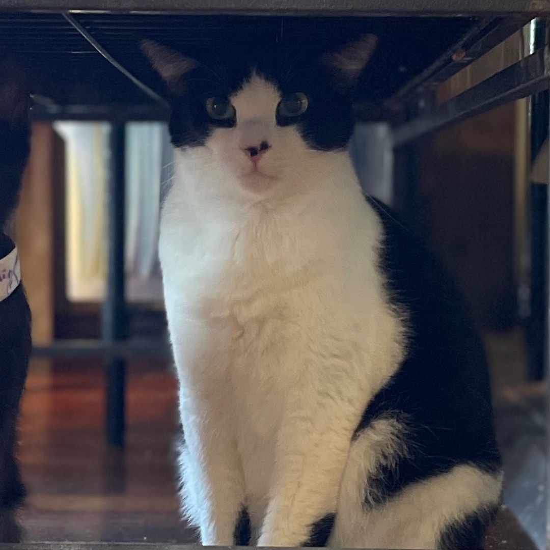 Rambo, a Adoptable Domestic Short Hair in Port Wentworth, GA image 1/4