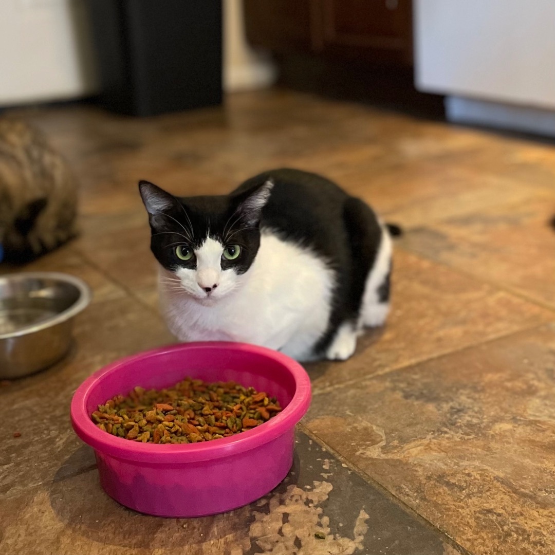 Rambo, a Adoptable Domestic Short Hair in Port Wentworth, GA image 2/4