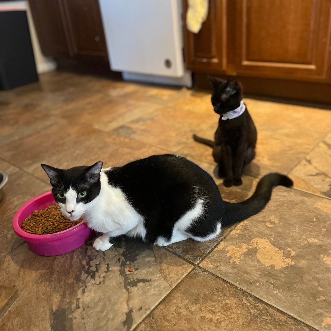 Rambo, a Adoptable Domestic Short Hair in Port Wentworth, GA image 3/4