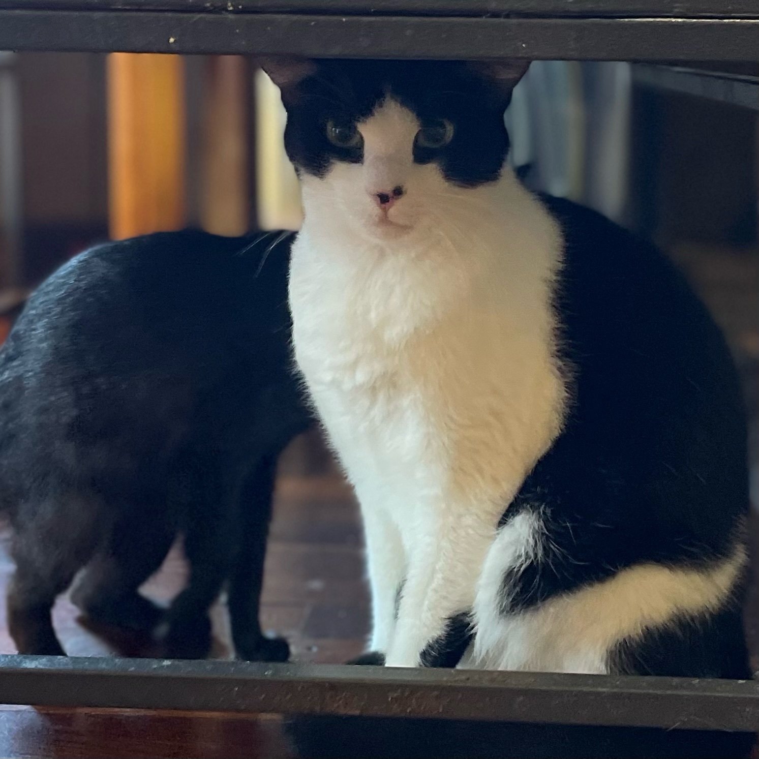 Rambo, a Adoptable Domestic Short Hair in Port Wentworth, GA image 4/4