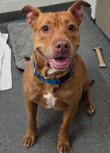 AMBER, Adoptable, Adult Female Pit Bull Terrier.