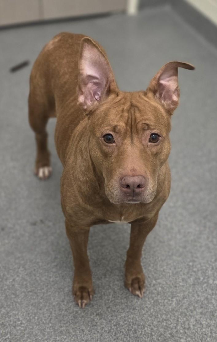 AMBER, Adoptable, Adult Female Pit Bull Terrier.