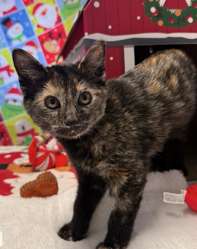 Gift Gremlin, adopted, Young Female Domestic Short Hair.