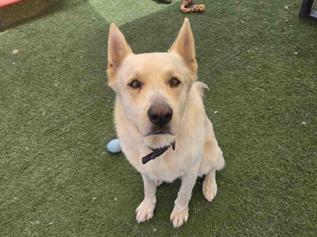 FENRIR, Adoptable, Adult Male German Shepherd Dog & Siberian Husky.