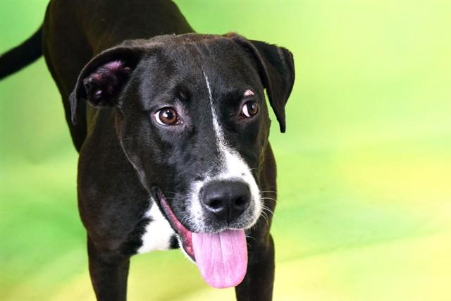 CHECKERS, Adoptable, Young Male Labrador Retriever.