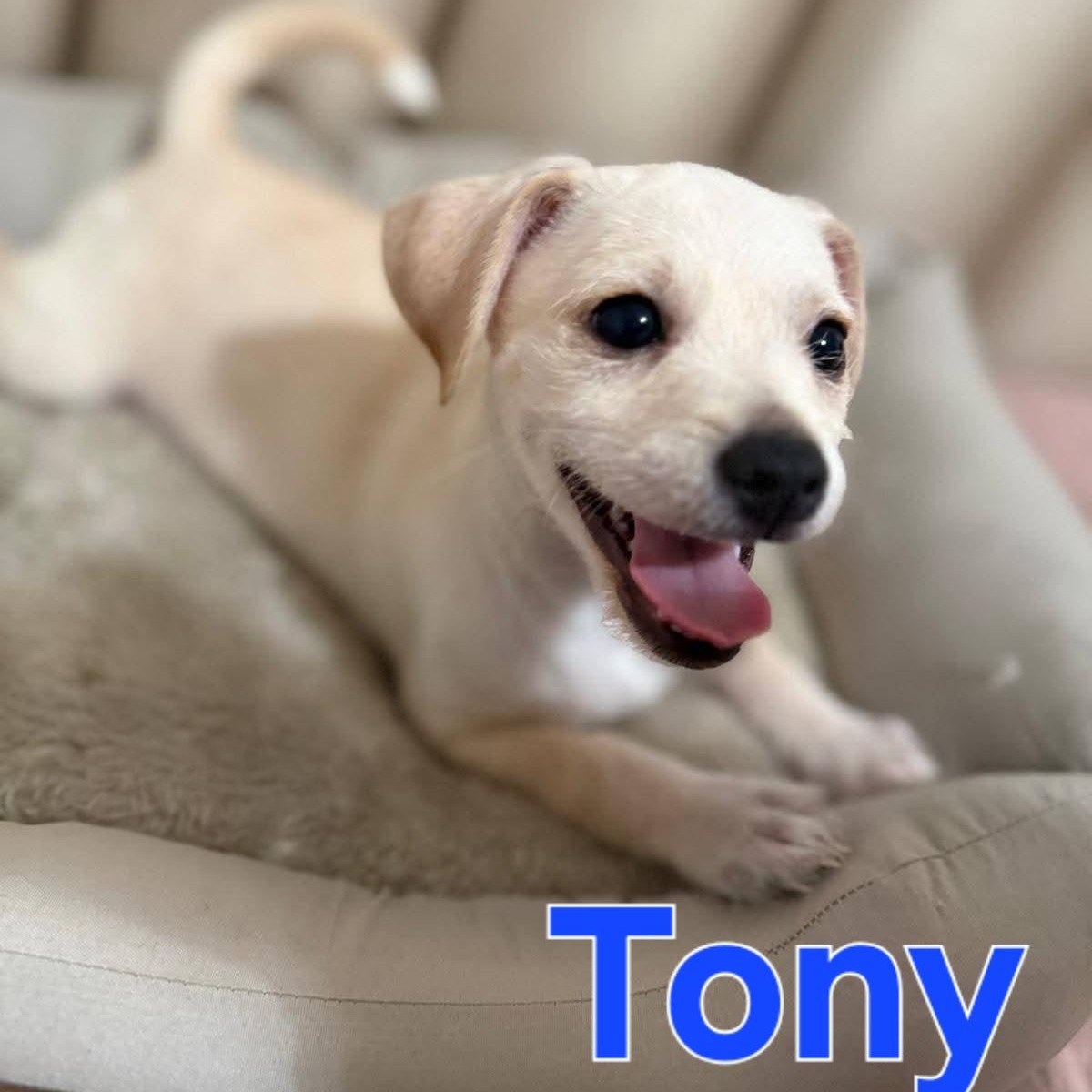 Tony thumbnail 5