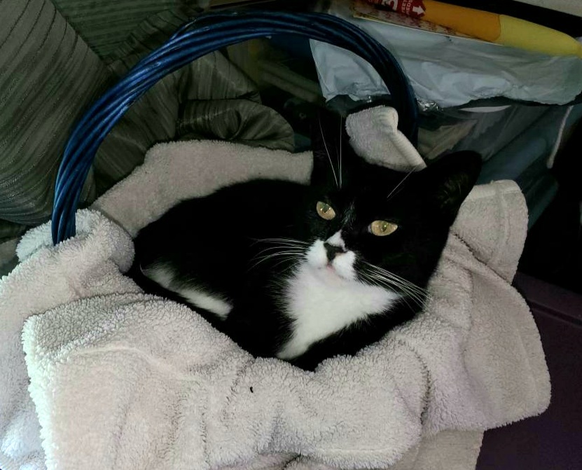 Nosey, Adopted, Adult Male American Shorthair.