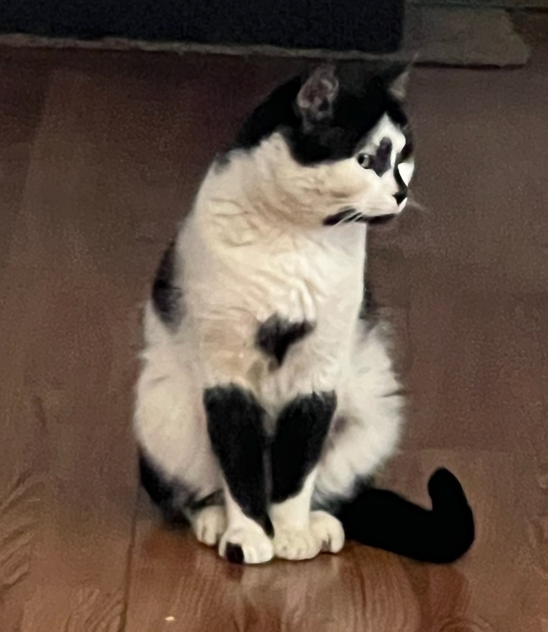 Enlarge Nosey, a Adopted American Shorthair in Brewerton, NY image 2/3