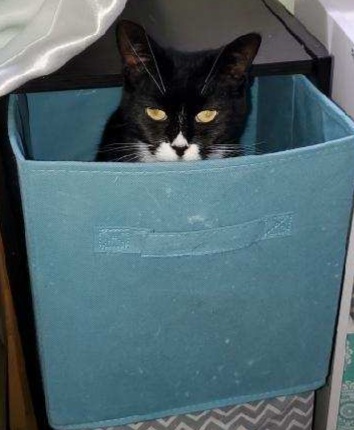 Enlarge Nosey, a Adopted American Shorthair in Brewerton, NY image 3/3